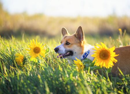 portrait of a beautiful dog Corgi walks on field with yellow flowers of sunflower in the warm clear summer dayの写真素材