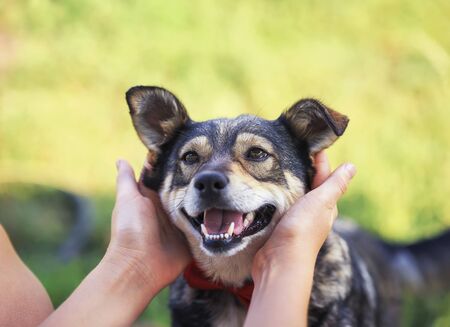 human hands stroking behind the ears cute a brown rather smiling dog in a smart red butterfly in a summer gardenの写真素材