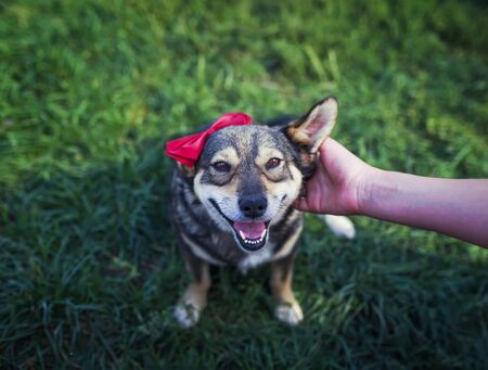 host's hand strokes behind the ear cute brown pretty a smiling dog in an elegant red butterfly in...