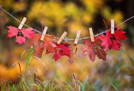 banner with letters and the name autumn carved on red maple leaves and hanging on clothespins and rope in the autumn clear bright Parkの写真素材