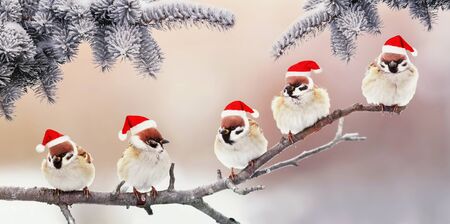 holiday card with five funny little birds sparrows in Santa's Christmas hats sit in the winter Park under the branches of a fir treeの写真素材