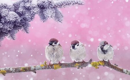new year card with three funny little birds sparrows sitting in winter Park under branches ate during snowfallの写真素材