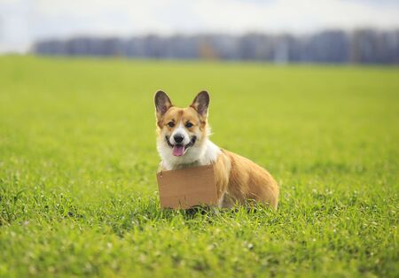 portrait of red dog puppy Corgi sitting in spring Park on lush green grass with a blank sign label on the neck and smiles with his tongue hanging outの写真素材