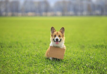 cute a red haired Corgi dog puppy sits outside on the green grass with a blank sign for the inscription on his neck and smilesの写真素材