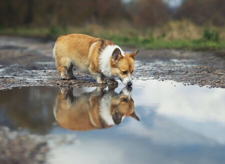 cute Corgi dog puppy stands in a puddle on the road in the autumn Park and drinking waterの写真素材