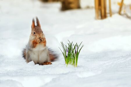 Portrait of a cute red squirrel standing in the Park in white snow at the first flowers of snowdropsの写真素材