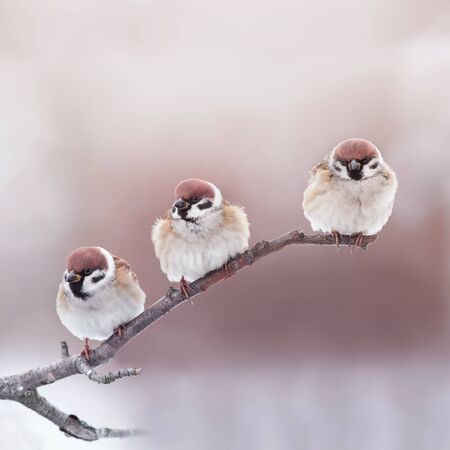 Holiday card with three little funny Sparrow birds sitting in a Sunny Park fluffing their feathers