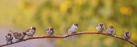 Panoramic portrait of small funny birds sparrows sitting on a tree branch in a Sunny summer gardenの写真素材