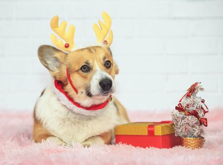 Holiday card with cute ginger puppy dog Corgi in Christmas reindeer antlers lying on pink plaid with gift and fir treeの写真素材