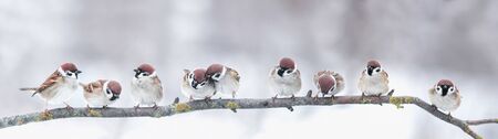panoramic photo with a group of small funny birds sparrows sit on a branch in different poses in a winter Parkの写真素材