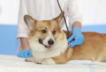 cute ginger puppy dog Corgi lying on the table on the examination vet doctor in clinic and pretty smilesの写真素材