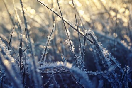 natural background with shiny transparent crystals of cold frost cover the dry grass like beads on a...