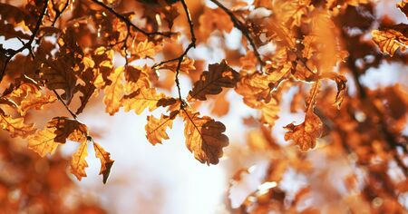 natural background with oak branches with Golden leaves in autumn solar Parkの写真素材