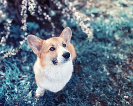 portrait of a cute red dog puppy Corgi looks out from behind the branches of white cherry blossoms in the may gardenの写真素材