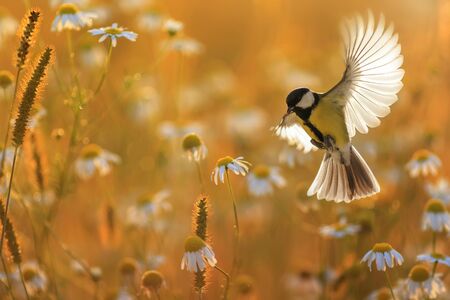 beautiful little bird yellow tit flies over a field of white Daisy flowers in Sunny summer evening with feathers and wings spread wideの写真素材