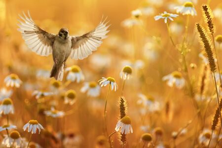 bird with its wings spread wide flies over a field of white daisies flowers in Sunny summer eveningの写真素材