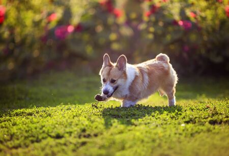 beautiful puppy dogs a red Corgi runs quickly through the green grass in a summer blooming garden raising its short legs highの写真素材
