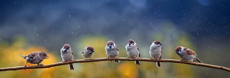 natural panoramic photo with little funny birds and Chicks sitting on a branch in summer garden in...