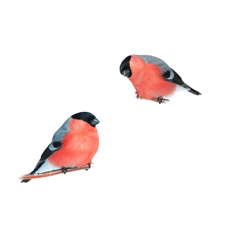 two birds red plump bullfinches on a branch on a white isolated backgroundの写真素材