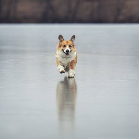 square portrait of a cute red Corgi dog puppy running on the slippery ice on the lake in winter Parkの写真素材