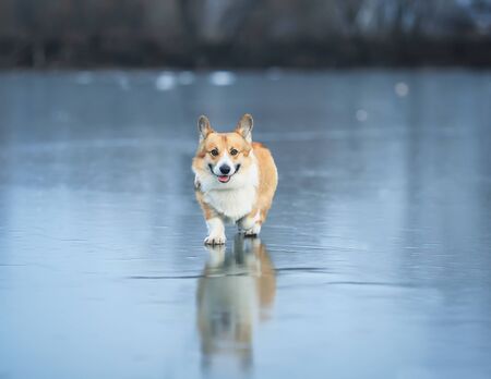 funny cute red Corgi dog puppy joyfully runs along the slippery blue ice on the lake in the winter Parkの写真素材