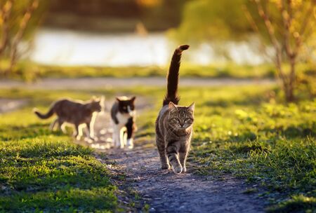 three cats run along a green path in the garden on a Sunny warm day in mayの写真素材