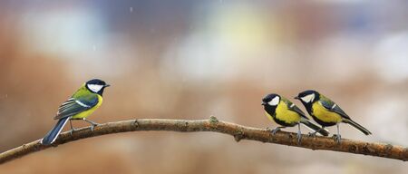 three birds bright sit on a branch in the garden on a summer day under the trees rainの写真素材