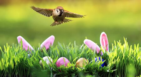 festive Easter card with a bird Sparrow flying in spring Sunday Sunny day over colorful eggs and...