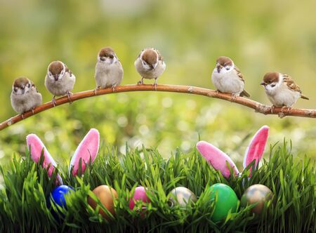 Easter card with Sparrow Chicks sitting on a branch above a green meadow with colorful eggs and...