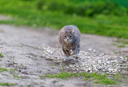 striped cat runs rapidly along the road in the garden on a spring Sunny dayの写真素材