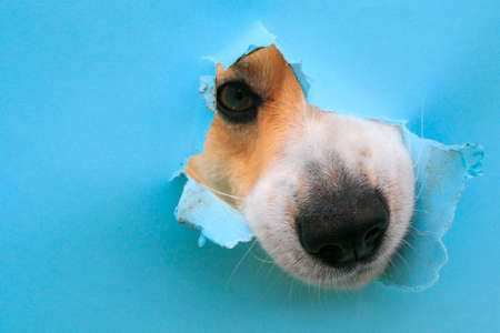 curious wet black dog nose poke in a hole in a torn and crumpled blue paper posterの写真素材