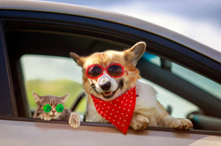 funny cat and dog in sunglasses stuck their muzzles and paws out of the car window during a trip out of townの写真素材