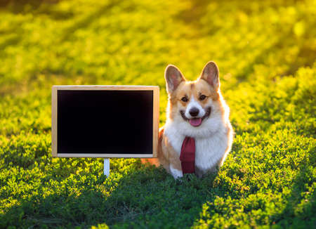 portrait of a red Corgi dog puppy standing in the green on the grass behind an empty black chalkboard at school on a Sunny dayの写真素材