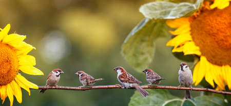 banner with small birds sparrows sitting in the garden on a branch against the background of bright yellow flowers of sunflowersの写真素材