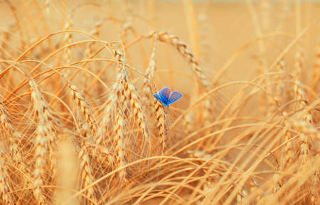 horizontal natural background with a small blue butterfly sitting on ripe Golden wheat ears on a Sunny dayの写真素材