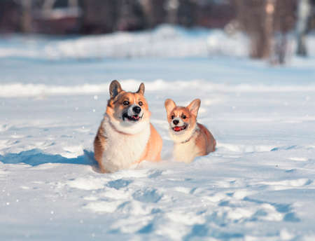 fluffy dog and corgi puppy sit in winter the garden is covered in snow and they smile the same wayの写真素材