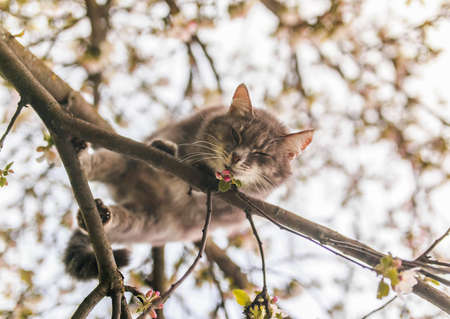 spring portrait beautiful cat sitting on an apple tree with flowers in the may sunny garden and sniffsの写真素材