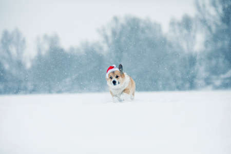 festive christmas card with cute corgi dog in red santa hat running on white snow smiling happilyの写真素材