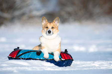 funny a corgi dog puppy sits on a slide on a bun and rides in a winter parkの写真素材