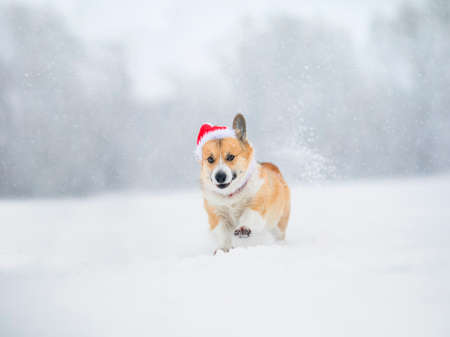 cute dog running merrily along a snowy road in a sunny winter parkの写真素材