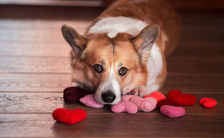 cute portrait of a corgi dog puppy lies on the wooden floor among the scarlet and pink heartsの写真素材