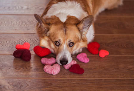 cute portrait of a corgi dog puppy lies on the wooden floor among the scarlet and pink heartsの写真素材