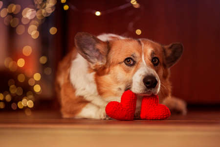 cute portrait of a corgi dog puppy lies on the wooden floor among the scarlet and pink heartsの写真素材
