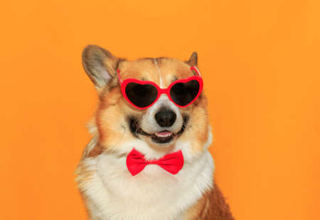 portrait of a funny corgi dog puppy with big ears on a yellow isolated background wearing glasses with red heartsの写真素材