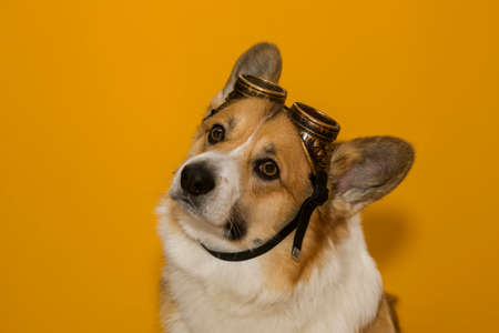 portrait of a funny corgi dog puppy with big ears on a yellow isolated background wearing aviator glasses on his headの写真素材