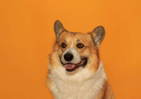 portrait of cute corgi dog puppy with big ears against a yellow isolated background, he smiles contentedlyの写真素材