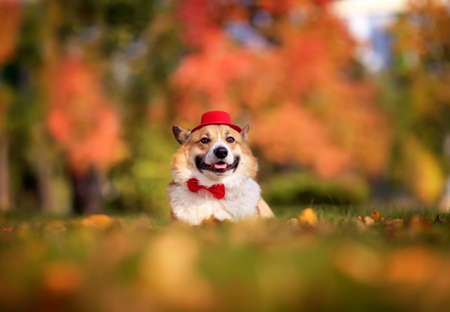 portrait of a corgi dog in a gentleman's hat and bow tie lies on the grass in an autumn sunny parkの写真素材