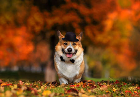 portrait of a corgi dog in a black hat and bow tie gentleman stands on the grass in an autumn sunny parkの写真素材