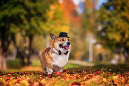 portrait of a corgi dog in a black hat and bow tie gentleman stands on the grass in an autumn sunny parkの写真素材