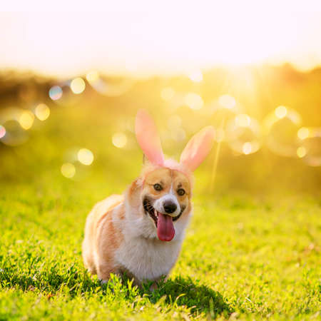 cute corgi puppy walks in Easter bunny ears on a green spring meadow in the bright rays of the sunの写真素材
